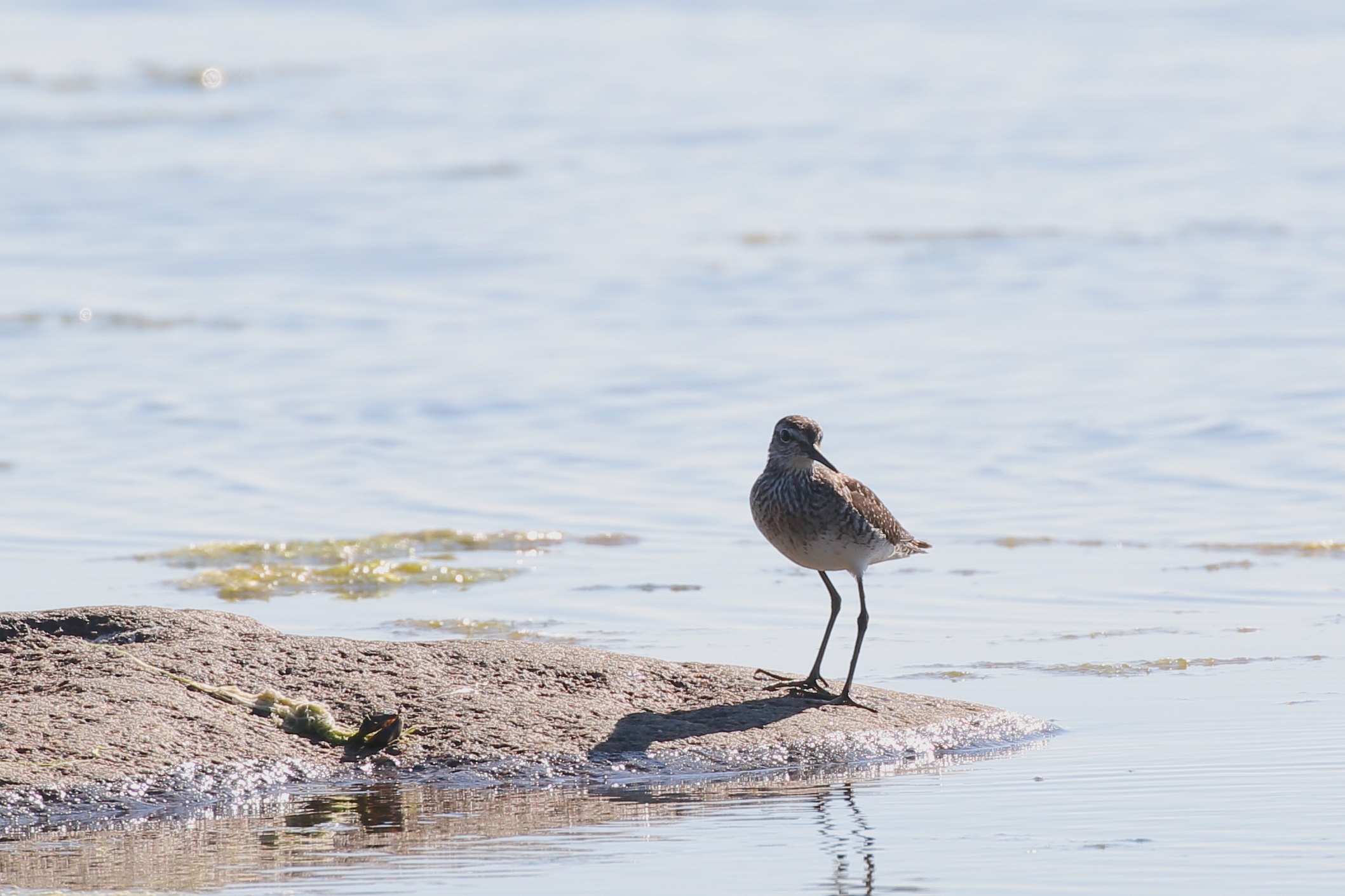 Редкие виды птиц на берегах финского залива